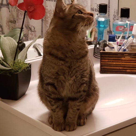 RESCUE KENTUCKY - Picture 5 of 17